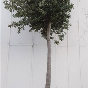 Quercus ilex 200 cm stam container 35-40