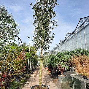 Quercus ilex 200 cm stam container 35-40