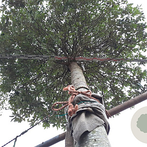 Quercus ilex 200 cm stam container 45-50