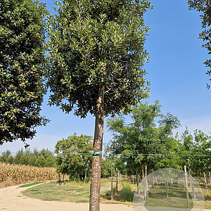 Quercus ilex 200 cm stam container 45-50