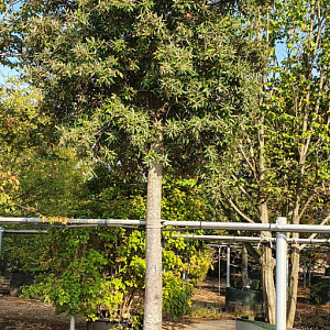 Quercus ilex 200 cm stam container 45-50