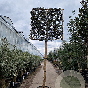 Quercus ilex 220 cm stam container 30-35 lei 150x150
