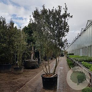 Quercus ilex 300-350 cm cont. 230L paraplu