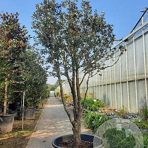 Quercus ilex 300-350 cm container meerstammig struik