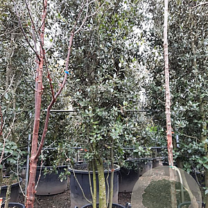 Quercus ilex 300-350 cm container paraplukroon