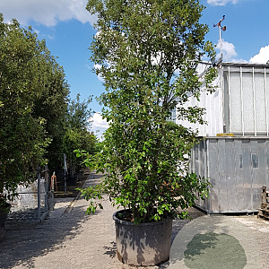 Quercus ilex 450-500 cm cont. 500L meerstammig