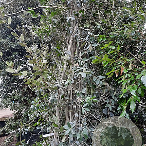 Quercus ilex 500-550 cm container
