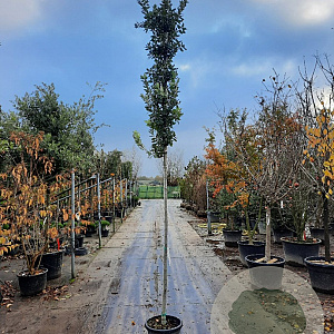 Quercus ilex 8-10 HO container