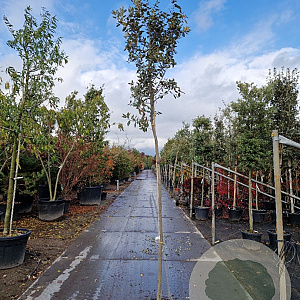 Quercus ilex 8-10 HO container lei 120x100