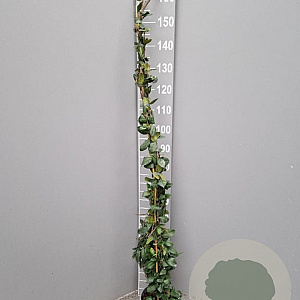 Trachelospermum jasminoides 125-150 cm 3,0L