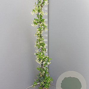 Trachelospermum jasminoides 125-150 cm 4,0L