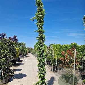 Trachelospermum jasminoides 350-400 cm 30L