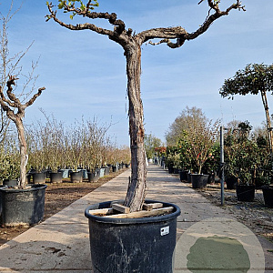 Vitis vinifera 120 cm stam container bol 50-60