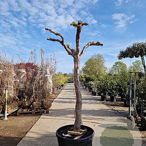 Vitis vinifera 150 cm stam container 25-30