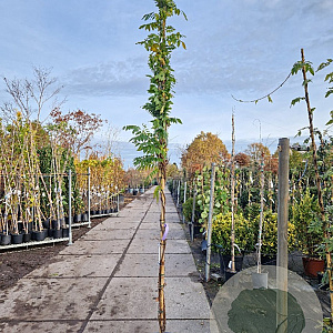 Wisteria sinensis 'Prolific' 300-350 cm 15L