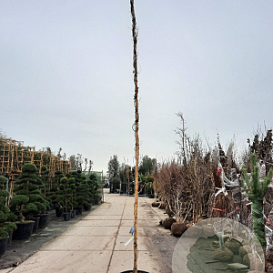 Wisteria sinensis 'Prolific' 500-550 cm container