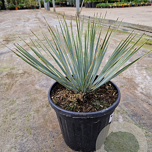 Yucca rostrata GM C6L