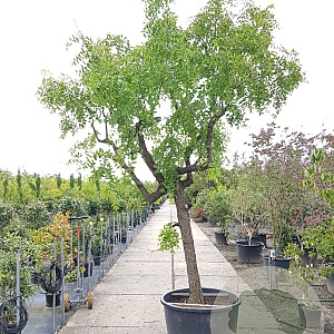 Ziziphus jujuba 140 cm stam container 40-50 bol