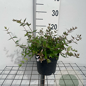 Abelia grandiflora GM 2,0L