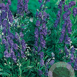 Aconitum henryi 'Spark's Variety' GM P9