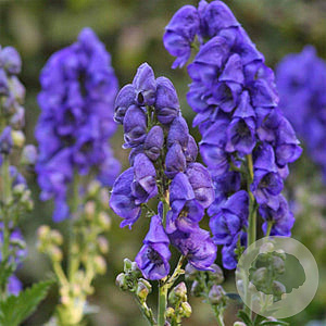 Aconitum henryi 'Spark's Variety' GM P9