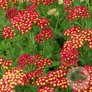 Achillea m. Milly Rock Red GM P9