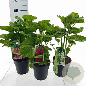 Alcea Gemengd 20-25 cm P17