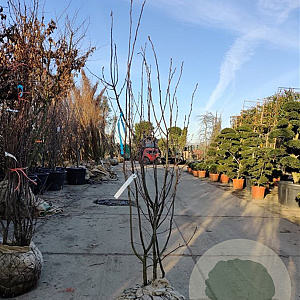 Amelanchier lamarckii 175-200 cm met kluit