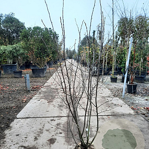 Amelanchier lamarckii 175-200 cm met kluit