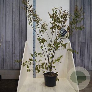 Amelanchier lamarckii 200-225 cm 20L meerstammig