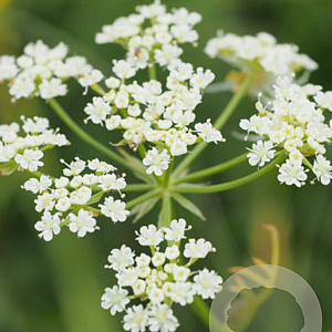 Bunium bulbocastanum GM P9