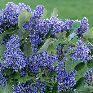 Ceanothus arboreus 'Trewithen Blue' 125-150 cm 20L 3 stok