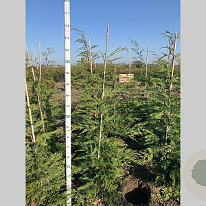 Cupressocyparis leylandii 125-150 cm met kluit