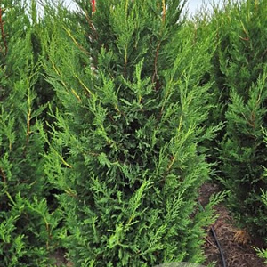 Cupressocyparis l. 'Tweeduizendéén' 175-200 cm met kluit