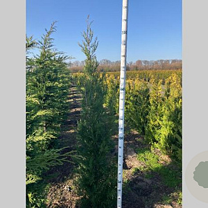 Cupressocyparis l. 'Tweeduizendéén' 200-225 cm met kluit