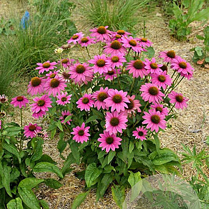Echinacea p. Powwow Wild Berry GM P9