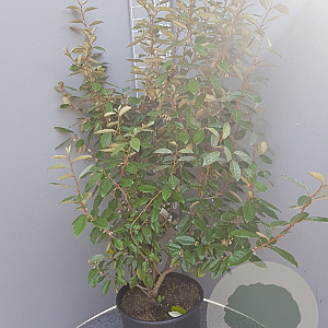 Elaeagnus ebbingei 80-100 cm 10L