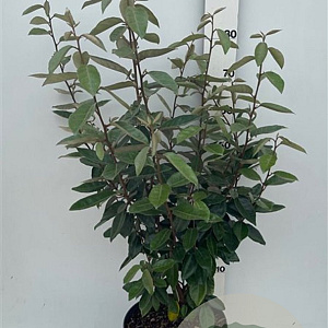 Elaeagnus ebbingei 80-100 cm 10L