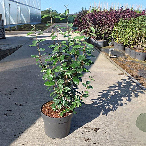 Elaeagnus ebbingei 80-100 cm 10L