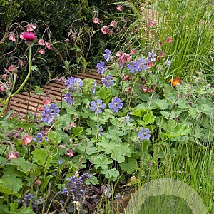 Geranium 'Philippe Vapelle' GM P9