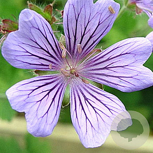 Geranium 'Philippe Vapelle' GM P9