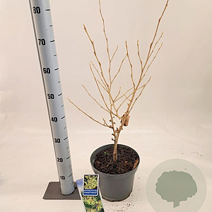 Hamamelis int. 'Arnold Promise' 30-40 cm 5,0L