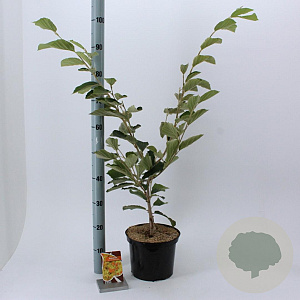 Hamamelis int. 'Arnold Promise' 30-40 cm 5,0L