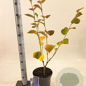 Hamamelis int. 'Feuerzauber' 30-40 cm 5,0L