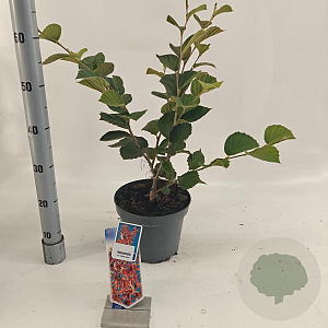 Hamamelis int. 'Ruby Glow' 30-40 cm 5,0L