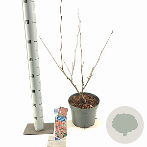 Hamamelis int. 'Ruby Glow' 30-40 cm 5,0L