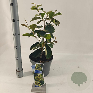 Hamamelis int. 'Westerstede' 30-40 cm 5,0L