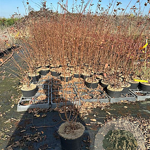 Hypericum i. 'Elstead' 30-40 cm 2,0L