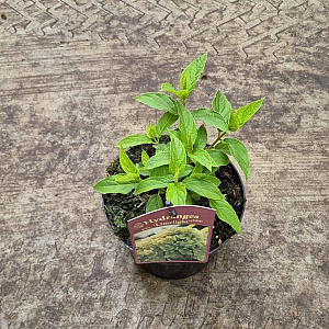 Hydrangea pan. 'Limelight' 20-25 cm 2,0L