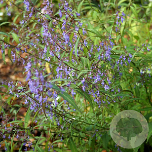 Isodon longitubus GM P9